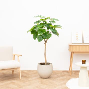 Green Bubble - Ficus Umbellata - 180cm - Ø45 cm, Huis en Inrichting, Ophalen of Verzenden
