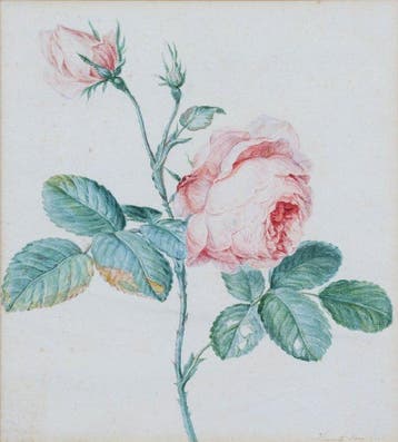 Henriëtte Geertruida Knip (1783-1842) - Roos