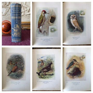 A. Landsborough Thomson. - Britains Birds and Their Nests.