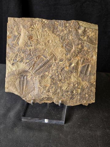 Trilobiet - Gefossiliseerd dier - Large Trilobite Fossil
