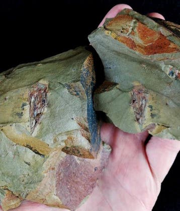 Primitief enigmatisch dier!!! - Conularia - Gefossiliseerd
