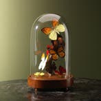 Vlinders in Stolp Taxidermie Opgezette Dieren By Max, Ophalen of Verzenden, Nieuw, Insect, Opgezet dier