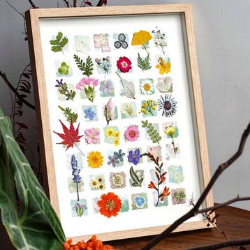 Verschillende planten Taxidermie volledige montage - Various