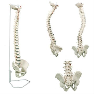 Anatomie model wervelkolom, flexibel, 75 cm, Nieuw