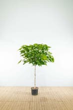 Catalpa bignonioides Nana halfstam, Tuin en Terras