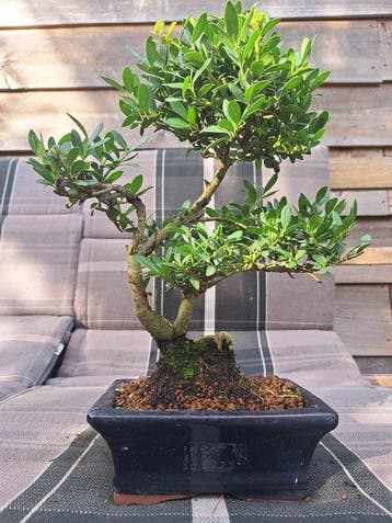 ilex bonsai (japanse hulst) - Hoogte (boom): 25 cm - Diepte