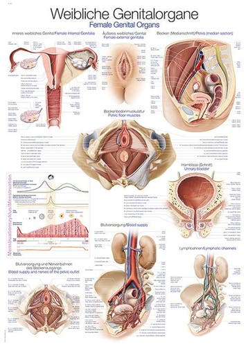Anatomie poster vrouwelijke geslachtsorganen (Duits/Enge..., Nieuw
