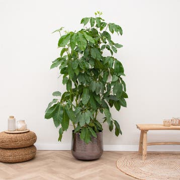 Green Bubble - Schefflera Amate - 200cm - Ø45 cm, Ophalen of Verzenden
