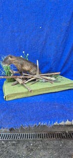Bever Taxidermie wandmontage - Castor fiber - trophée dune, Verzamelen, Nieuw