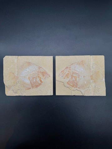Vis - Gefossiliseerd geleed skelet - Akromysta - 17 cm - 41