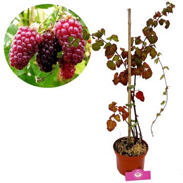 Tayberry + Pot 17cm, Tuin en Terras, Planten | Fruitbomen, Verzenden, Volle zon