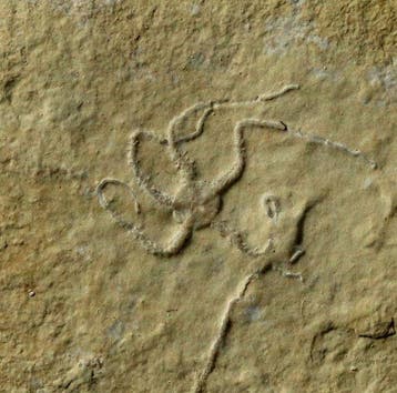 Uitstekende fossiele zeester - Natuurlijk - Gefossiliseerd