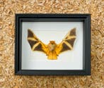 Painted Vesper Bat - framed Taxidermie volledige montage -
