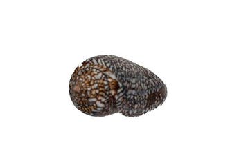 GIANT Conus euetrias (67 mm) | Inhaca-eiland •