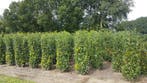 Prunus laurocerasus Genolia de smalle, sterke laurierhaag, Verzenden, Laurier, Haag, 100 tot 250 cm