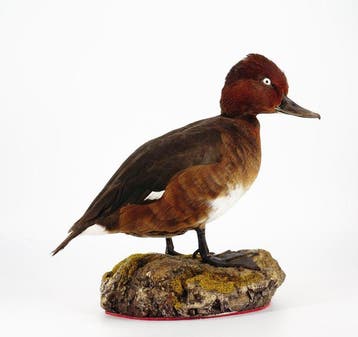 Moretta tabaccata Taxidermie volledige montage - Aythya, Nieuw