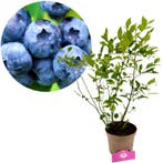 blauwe bes Vaccinium corymbosum Goldtraube + P, Tuin en Terras, Planten | Fruitbomen, Verzenden, Volle zon