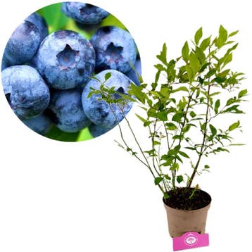 blauwe bes Vaccinium corymbosum Goldtraube + P, Verzenden, Volle zon