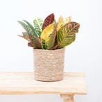 Green Bubble - Codiaeum variegatum Petra - 30cm - Ø12 cm, Ophalen of Verzenden