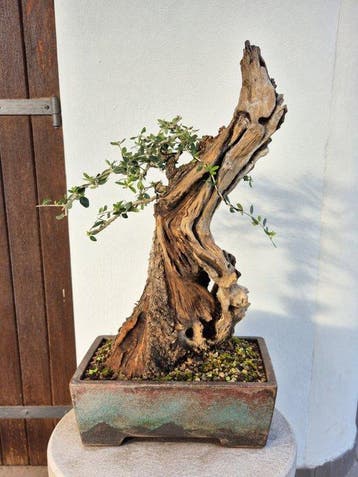 Olijf bonsai (Olea europaea) - Hoogte (boom): 57 cm - Diepte, Antiek en Kunst