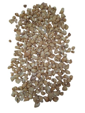 Umachi Schelpen Naturel 250 gram, Hobby en Vrije tijd, Ophalen of Verzenden, Nieuw