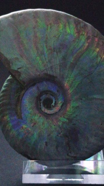 Ammoniet - Gefossiliseerde schelp - Cleoniceras Besairiei -