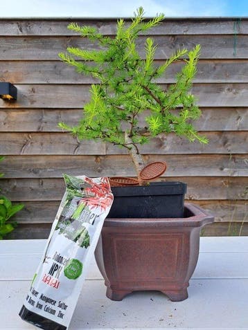 Lariks bonsai (Larix) - Hoogte (boom): 30 cm - Diepte