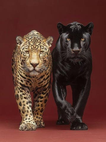 Yamila - Dualidad Ancestral: Jaguar y Pantera en Oro, Nieuw