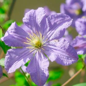 Clematis Prince Charles container (C2) Sierplanten, Tuin en Terras, Verzenden, Overige soorten, Struik
