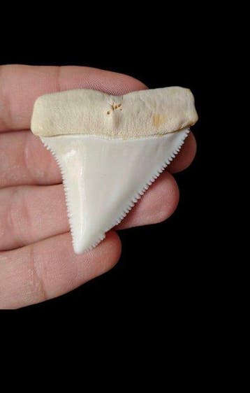Witte haai Tand - Carcharodon carcharias - 45 cm - 44 cm - 7, Verzamelen, Nieuw