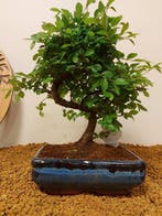 Japanese iep bonsai (Zelkova) - Hoogte (boom): 28 cm -