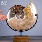 Prachtig!!! Grote Cleoniceras fossiel ammoniet met fossiele, Verzamelen, Mineralen en Fossielen