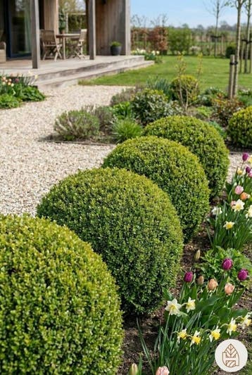 Buksbomen / Buxusbol 30-40 cm - Pot