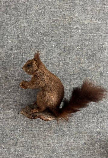 Red Squirrel - Taxidermie volledige montage - Sciurus, Nieuw