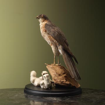 Sperwer met Kuikens Antiek, Ophalen of Verzenden, Nieuw, Vogel, Opgezet dier