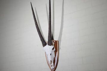 Gemsbok schedel Schedel van een zoogdier - Oryx gazella -, Verzamelen, Nieuw