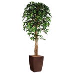 Ficus kunstplant, H210cm, Ophalen of Verzenden, Overige soorten, 200 cm of meer