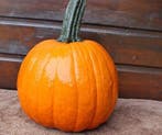 Hal. gumdrop f1 pmt opvallende halloweenpompoen, Ophalen of Verzenden, Nieuw