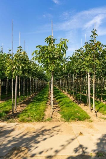 Aesculus flava Vestita hoogstam 14/16