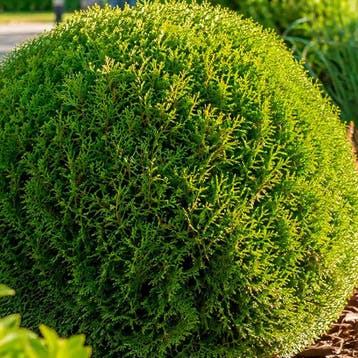 Thuja occidentalis `Golden Globe` container (P15) Coniferen, Verzenden, Conifeer, Struik