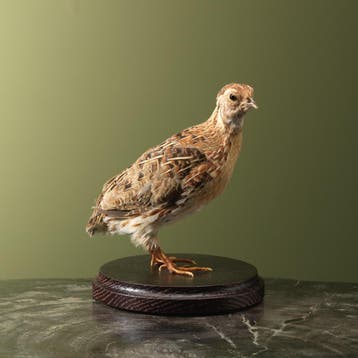 Japanse Kwartel Taxidermie Opgezette Dieren By Max, Ophalen of Verzenden, Nieuw, Vogel, Opgezet dier