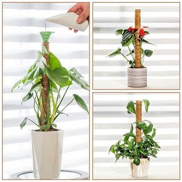 Mosstok Kokosstok planten totem 50 cm per stuk, Ophalen of Verzenden, Nieuw