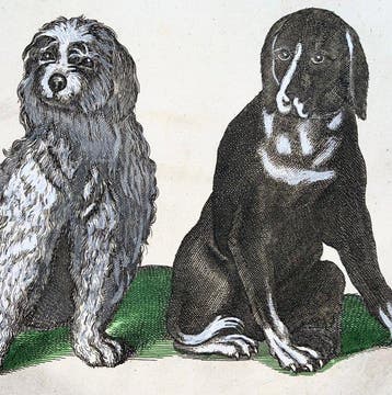 Matthäus Merian (b1593) - hand col. folio: Breeds of, Antiek en Kunst