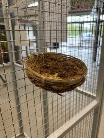 4345 kanarie nest cocos pitriet groot, Ophalen of Verzenden, Nieuw