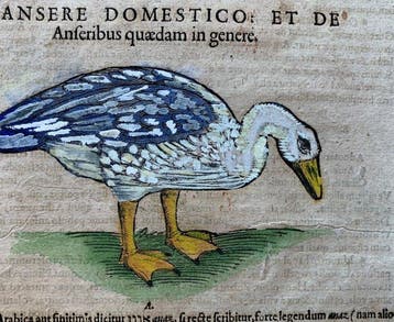 Conrad Gesner - Icones animalium quadrupedum uiuiparorum et, Antiek en Kunst, Antiek | Boeken en Bijbels