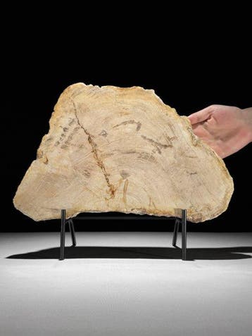 Prachtige plak versteend hout op een op maat gemaakte