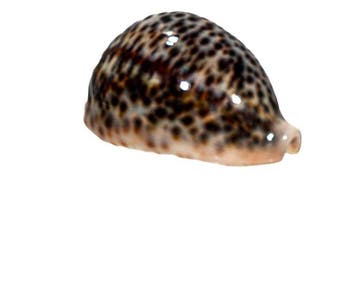 Tropische Tiger-Kaurie: Klassieke elegantie, spiegelglans en, Nieuw