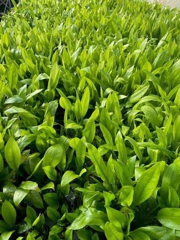 Echinodorus Paniculatus Amazone (Aquariumplanten), Dieren en Toebehoren, Verzenden, Nieuw, Plant(en), Steen of Hout