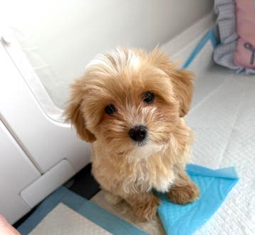 Klein schattig mini MALTIPOO teefje 2 x ingeent, Parvo, Overige rassen, 8 tot 15 weken, Teef