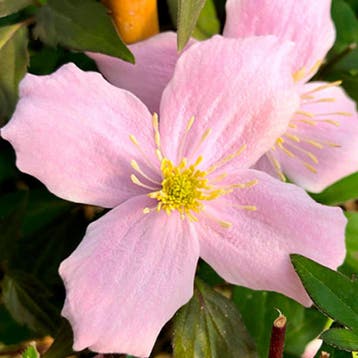 Clematis Rubens container (C2) Sierplanten, Rood, Roze, Tuin en Terras, Verzenden, Overige soorten, Struik